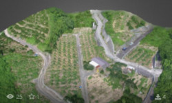 松山市内にあるみかん畑