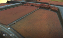 NDVI7画像から作成した久万高原町の水稲圃場